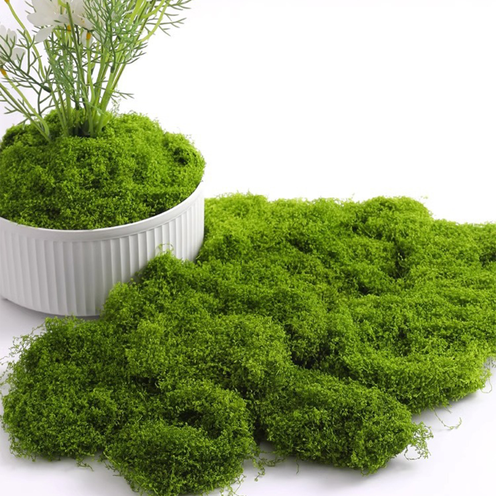 20/40/100g Eternal Life Moss D - Terrarium Moss Art ulasan dan harga