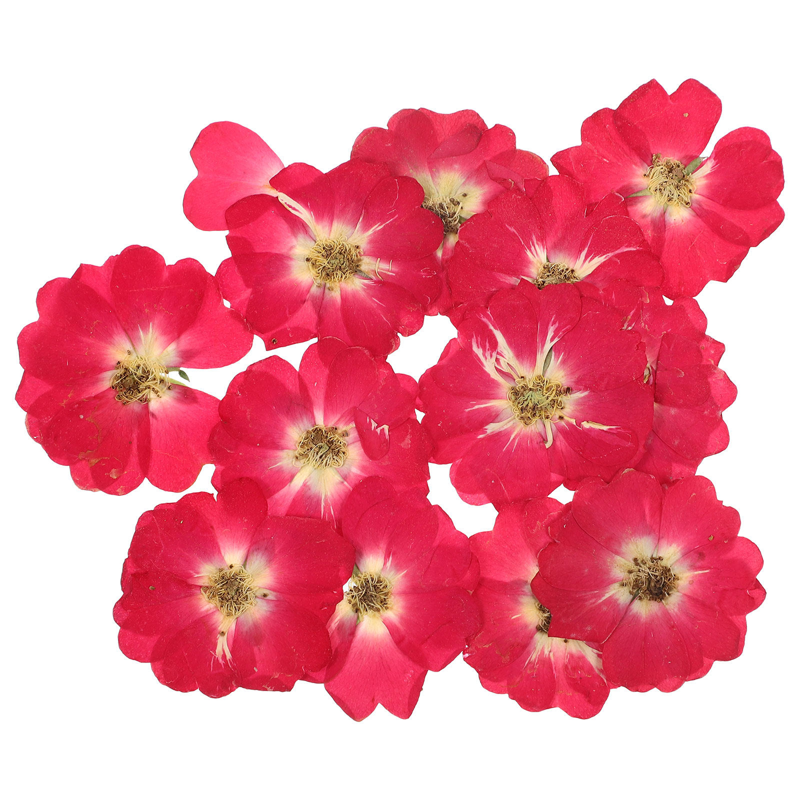 12Pcs Natural Dried Rose Press - Resin Craft Kit ulasan dan harga