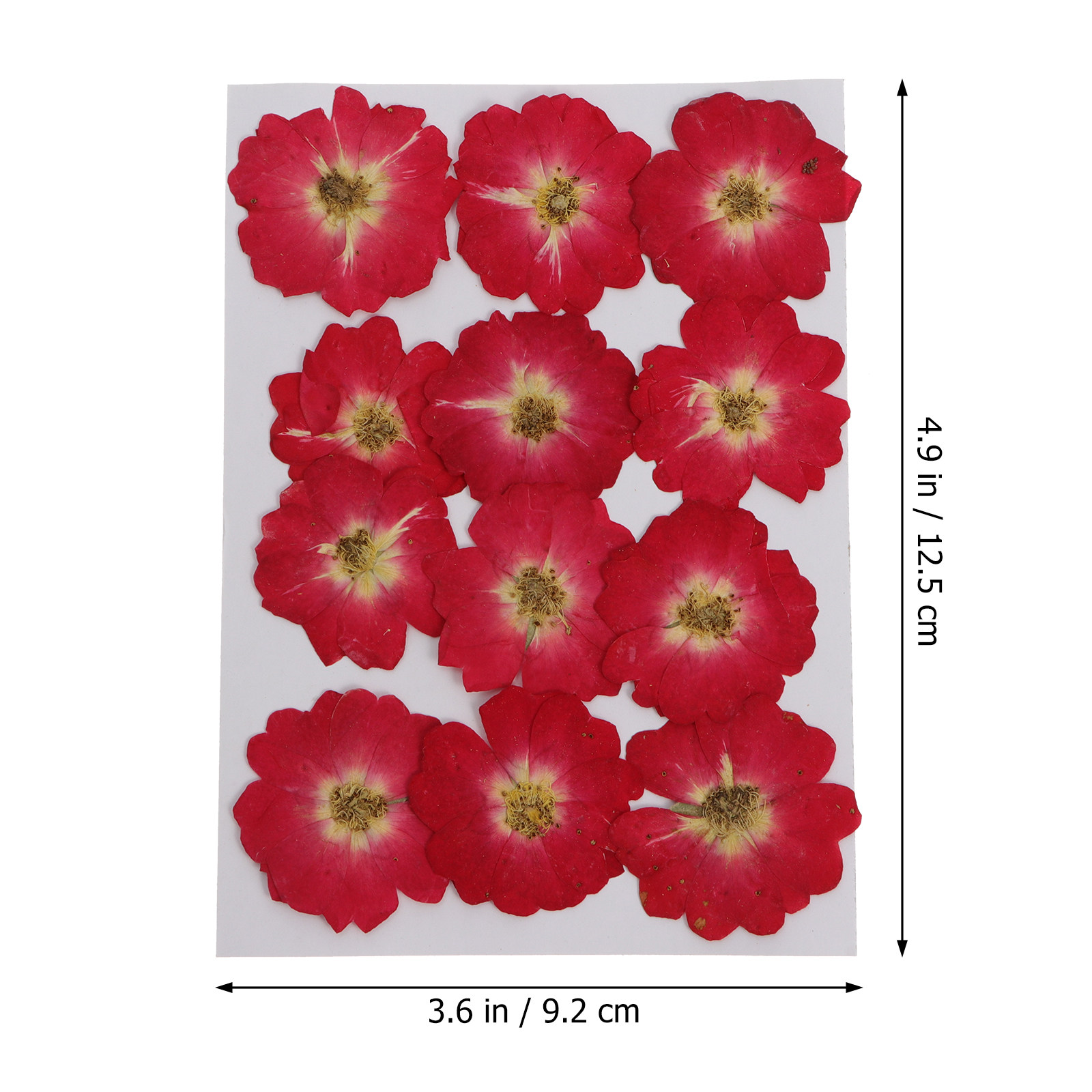 12Pcs Natural Dried Rose Press - Resin Craft Kit ulasan dan harga