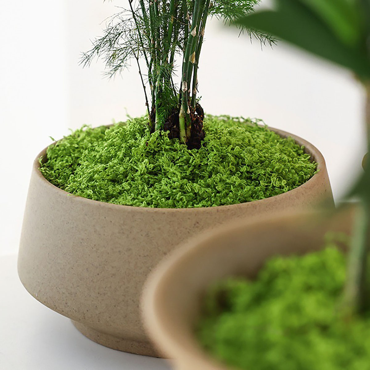 about 20g Artificial Green Pla - Terrarium Moss Art ulasan dan harga